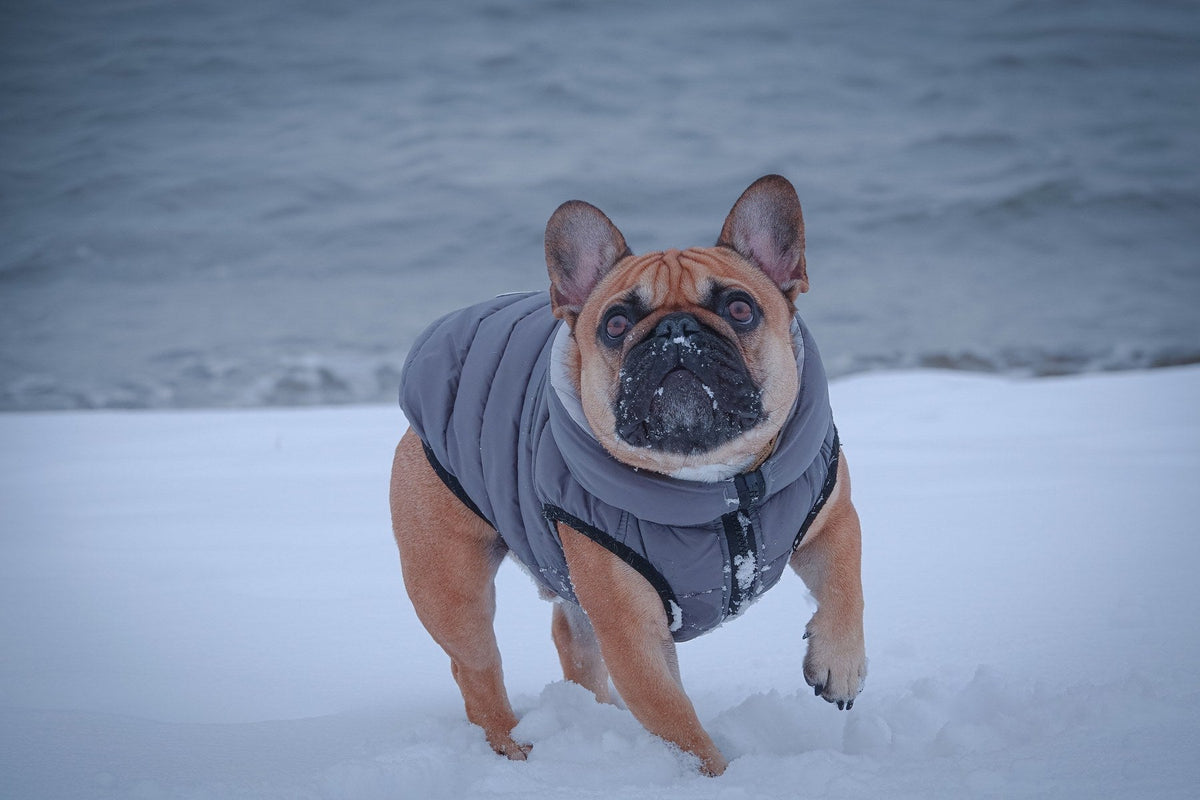 A French bulldog wearing a padded coat outdoors in snow.
