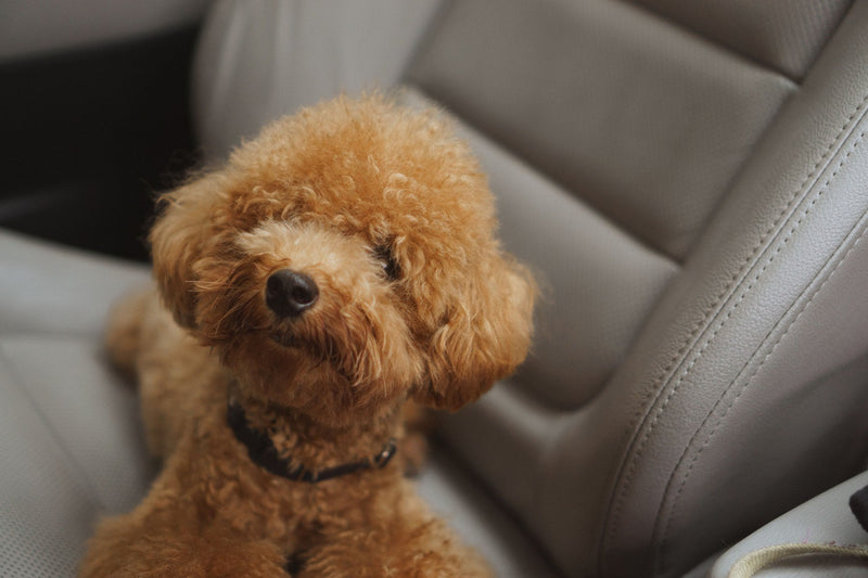 A brown poodle sitting on a beige leather car seat.
