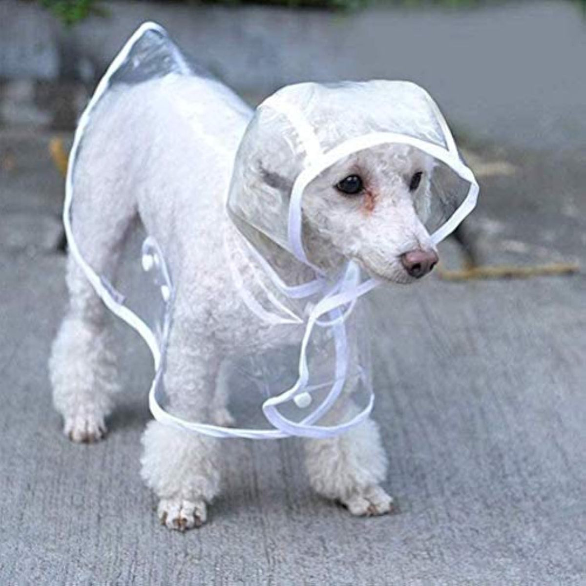 Clear EVA Rain Jacket for Small to Medium Dogs, for dogs.