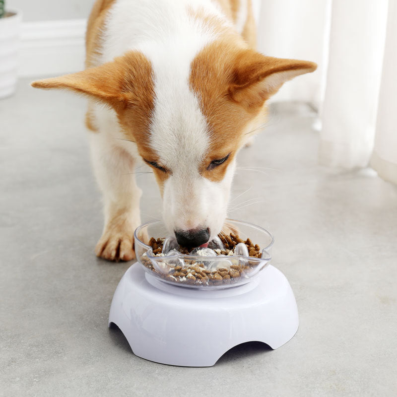 Angled Transparent Cat Bowl for Comfortable Neck Posture, for cats.