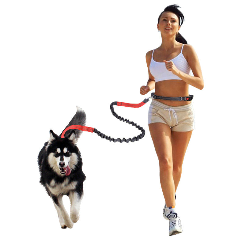 Elastic Reflective Running Leash for Active Dogs, for dogs.