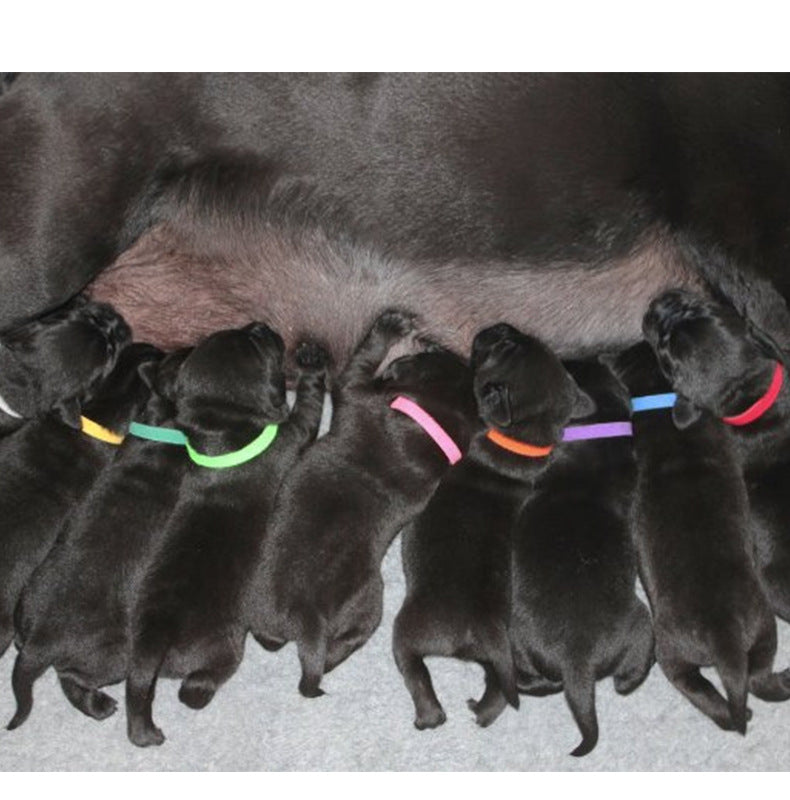 Adjustable Velcro ID Collar, for dogs and cats.
