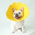 Sunflower-Shape EVA Anti-Licking Collar, for dogs.