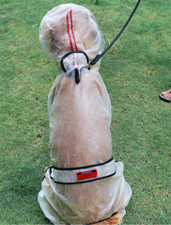 Transparent Raincoat, for dogs.
