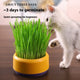 Fast-Growing Soilless Hydroponic Cat Grass Kit with Seeds and Pot