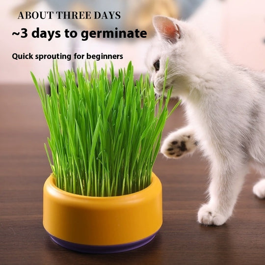 Fast-Growing Soilless Hydroponic Cat Grass Kit with Seeds and Pot