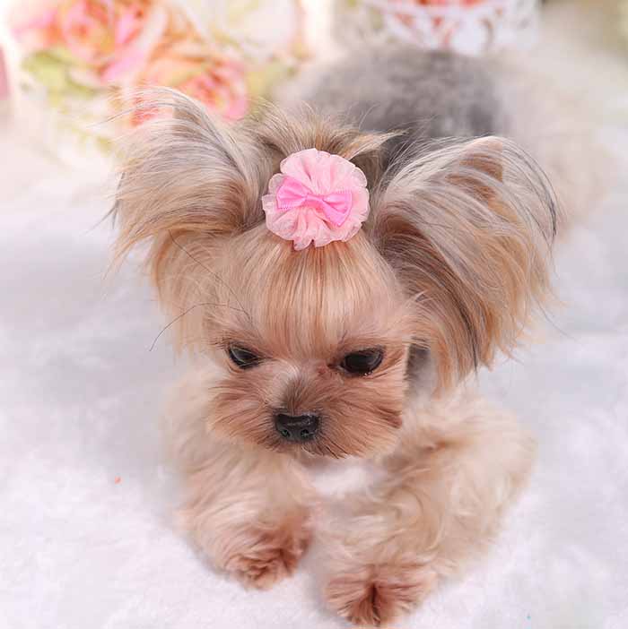 Organza Bubble Bow Hairpin Accessory, for dogs.