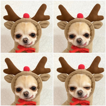 Fleece Hooded Sweater, for dogs and cats.