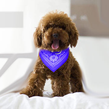 Adjustable Bandana Pet Collar – Triangle Scarf for Cats & Dogs – in use