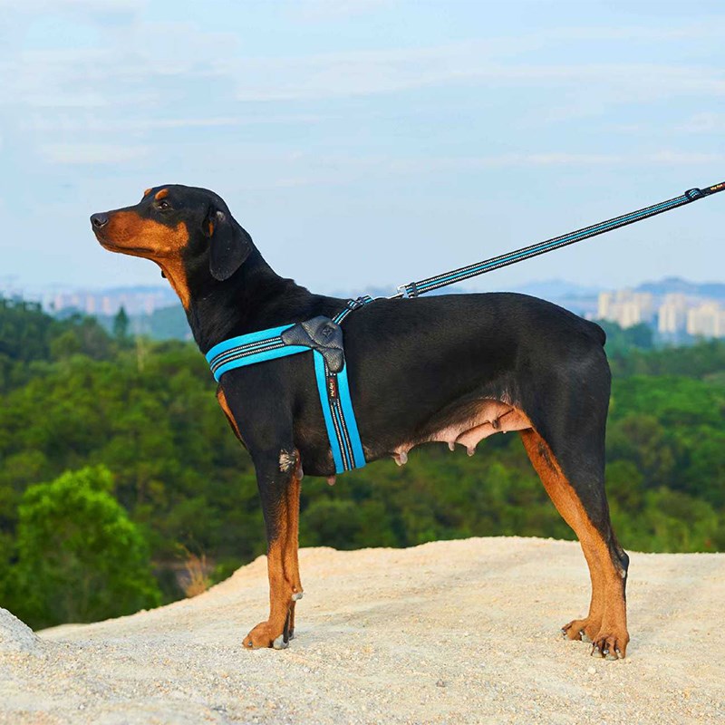 Reflective Mesh Harness and Leash Set, for dogs.