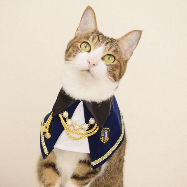 Costume Bib Collar, for cats.