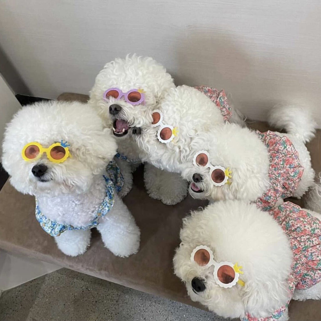 Plastic Round-Frame Sunglasses, for dogs and cats.