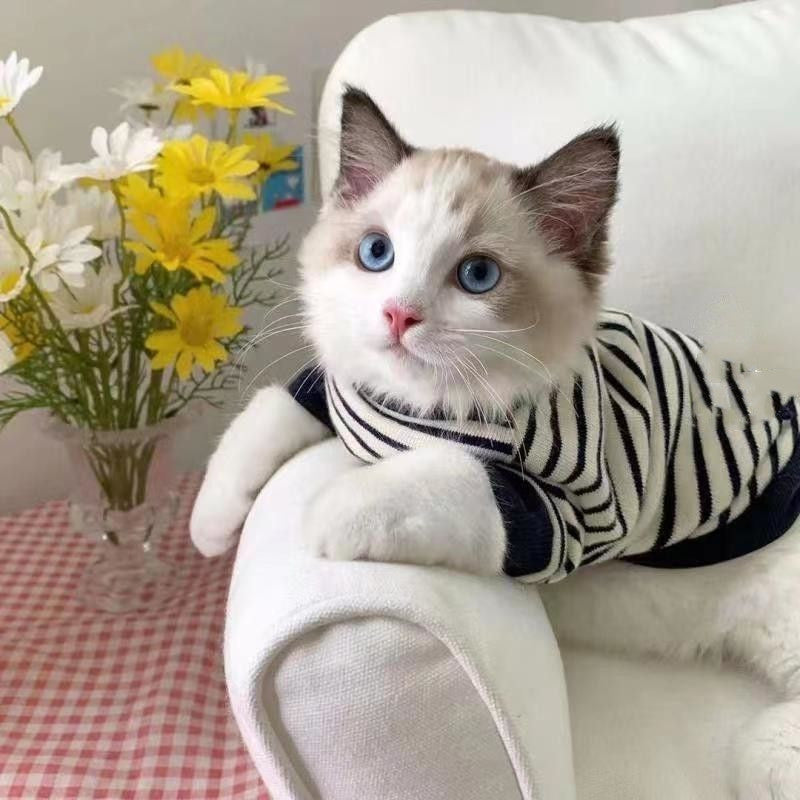 Winter Striped Sweater Vest, for dogs and cats.