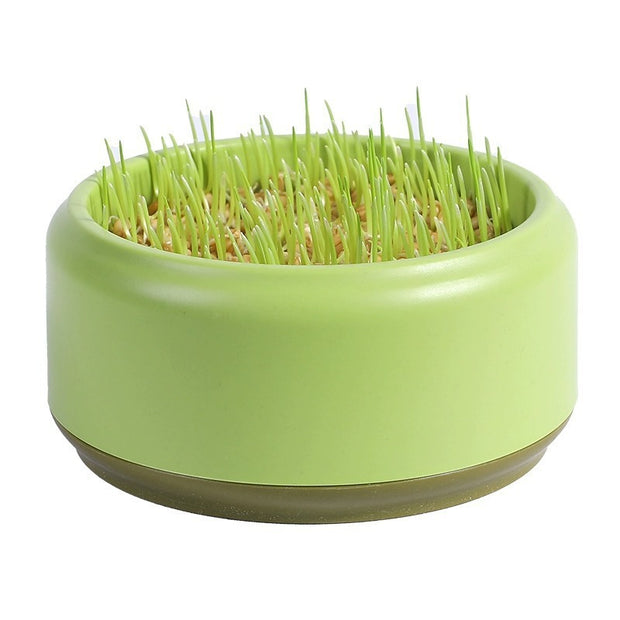 Fast-Growing Soilless Hydroponic Cat Grass Kit with Seeds and Pot – in use
