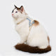 Adjustable Pet Harness & Leash Set – Vest for Dogs & Cats