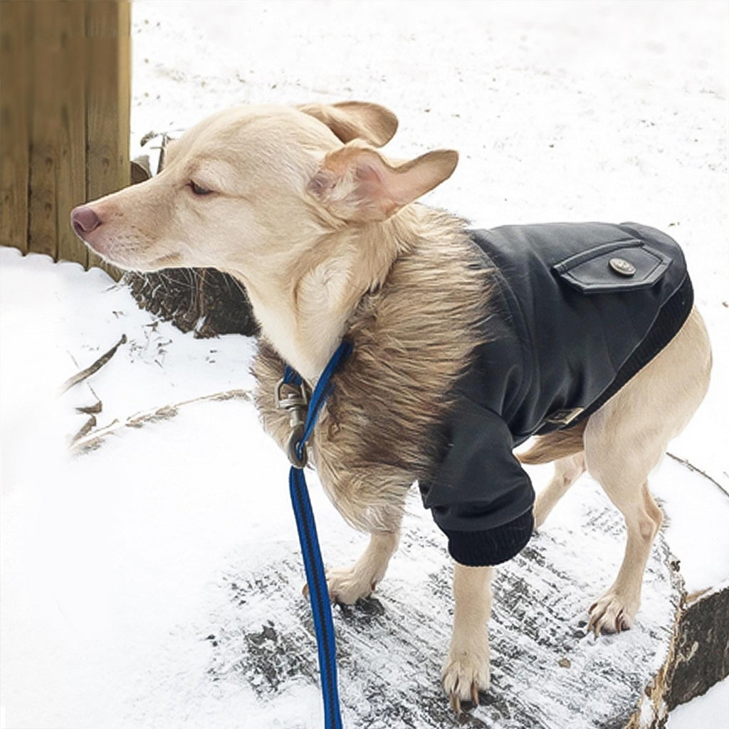 Leather Coat with Fur Collar, for dogs.