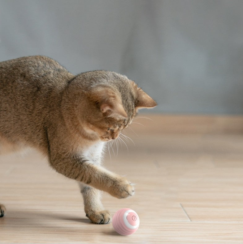 Cat playing with automatic moving smart ball toy demonstrating self-moving technology