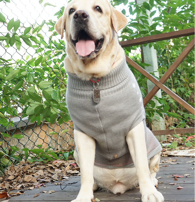 Warm Cotton-Style Sweater, for dogs.