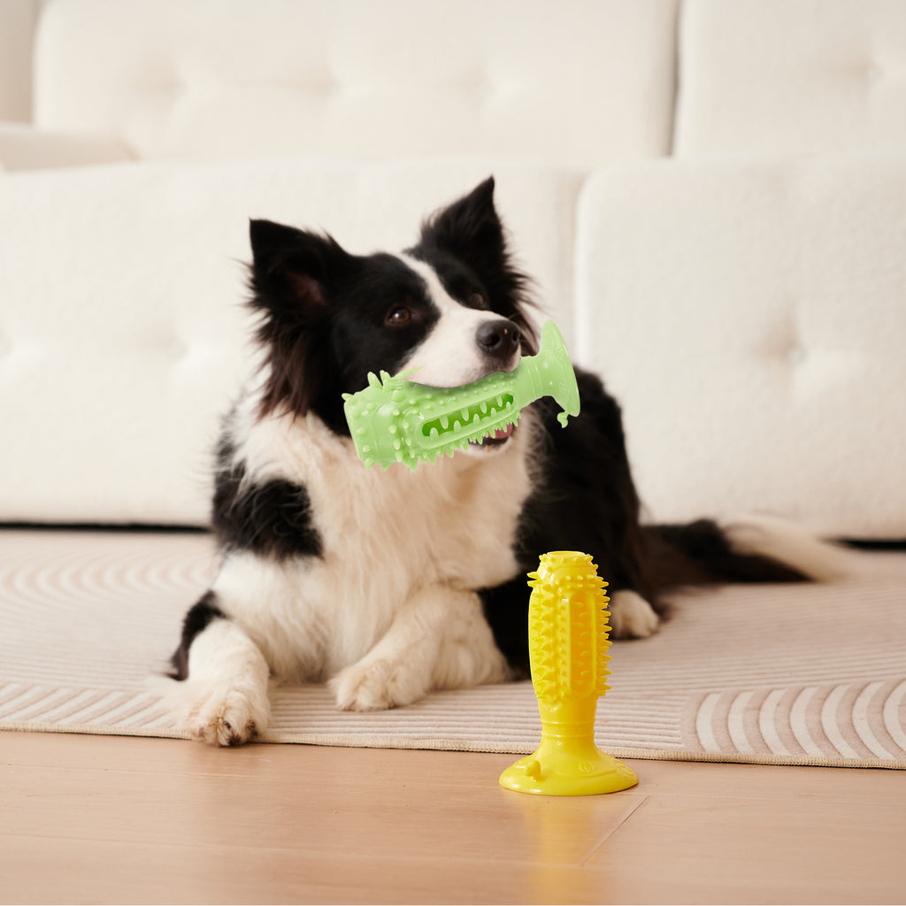Squeaky Chew Ball Toys, for dogs.