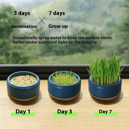 Fast-Growing Soilless Hydroponic Cat Grass Kit with Seeds and Pot – side view