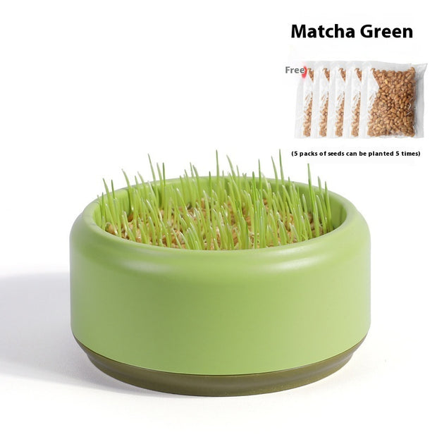 Fast-Growing Soilless Hydroponic Cat Grass Kit with Seeds and Pot – size reference