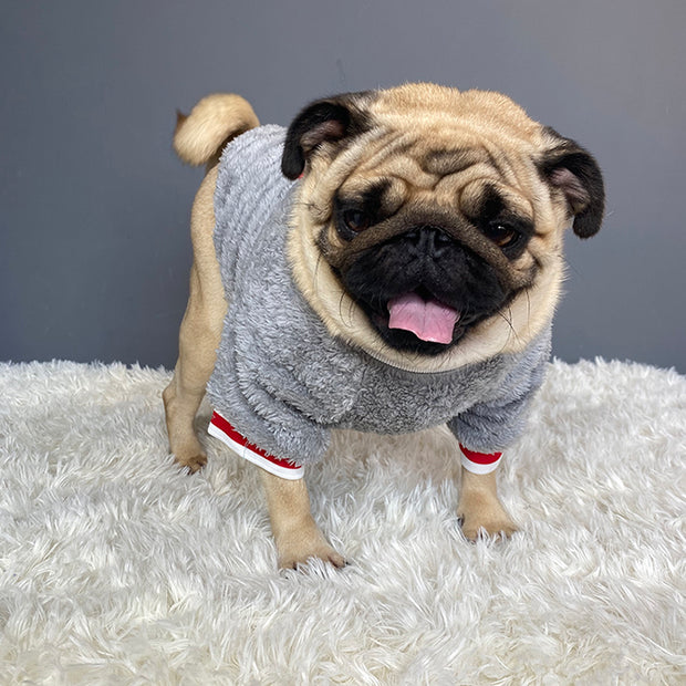 Knitted Pet Sweater - Warm Cable Knit for Small Dogs & Cats – in use