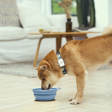 Collapsible Silicone Pet Bowl – Portable for Dogs & Cats – detail view