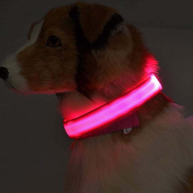 LED Dog Safety Collar – Nylon Glow-in-the-Dark Night Light – in use