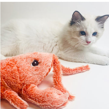 Electric Jumping Shrimp Cat Toy – USB Plush Lobster – in use